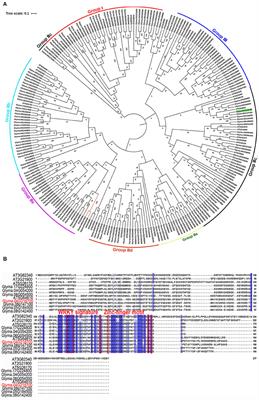 GmWRKY21, a Soybean WRKY Transcription Factor Gene, Enhances the Tolerance to Aluminum Stress in Arabidopsis thaliana